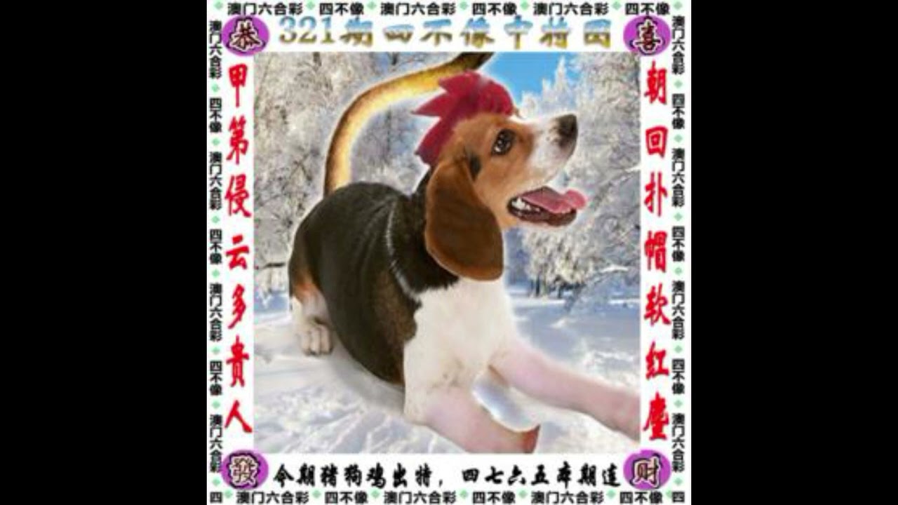 管家婆一肖中特深度解析：洞悉行業趨勢與決策智慧